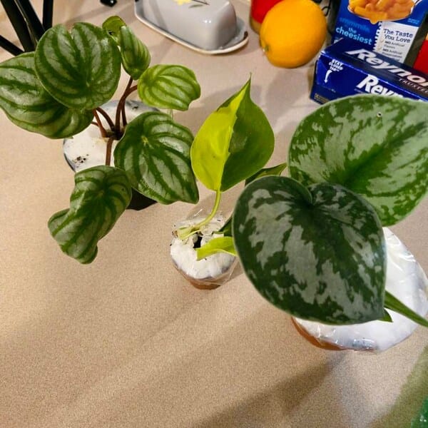 Customer photo review of Watermelon Peperomia starter plant In 4" Grow Pot - Large Watermelon-Striped Peperomia - Indoor Succulent Plant - Easy Care Houseplant