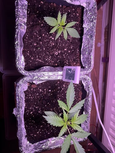 Customer photo review of Blueberry Samen Automatik