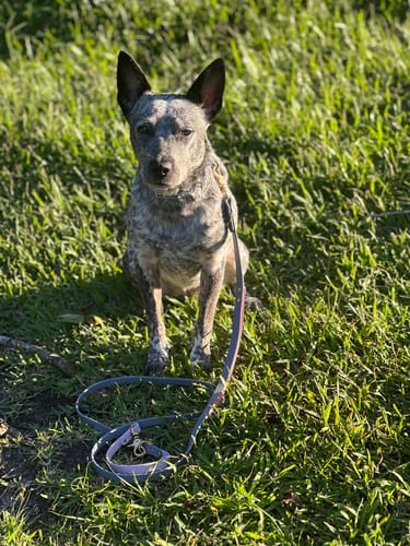 Customer photo review of Biothane Traffic Handle Dog Leash