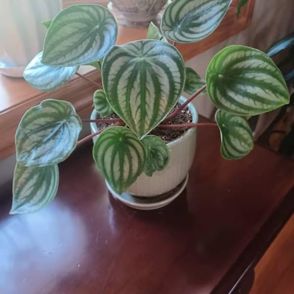 Customer photo review of Watermelon Peperomia starter plant In 4" Grow Pot - Large Watermelon-Striped Peperomia - Indoor Succulent Plant - Easy Care Houseplant