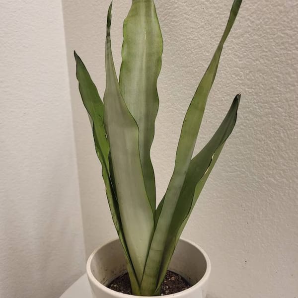 Customer photo review of Sansevieria Masoniana in a 3" Nursery Pot | Moonshine Snake Plant | Air Purifying Indoor Plant | Low Light Houseplants | Cat Safe Plant