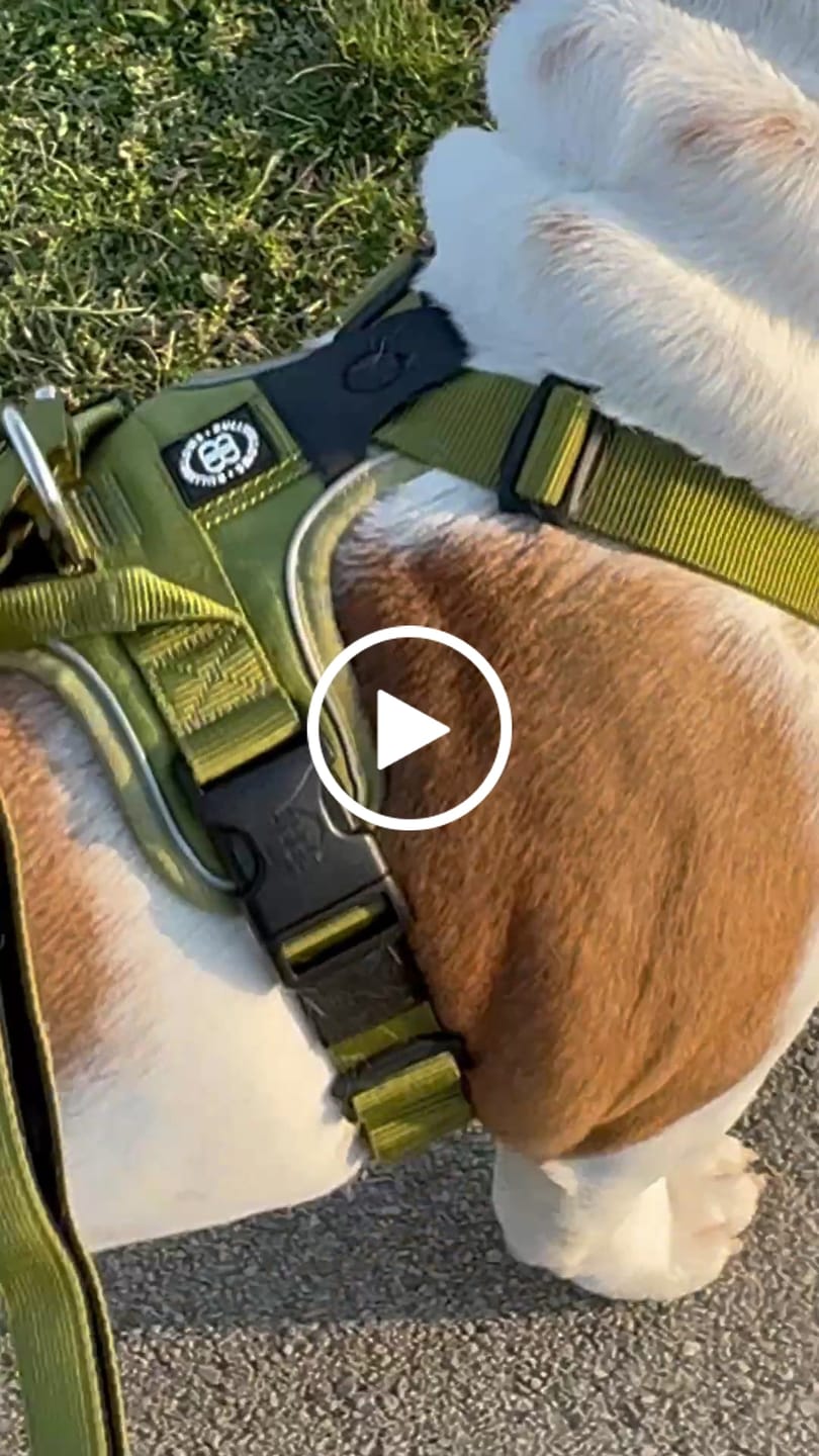 Customer video review of Anti Pull Harness | With Handle & Lighter | Hurricane Harness - Olive Green