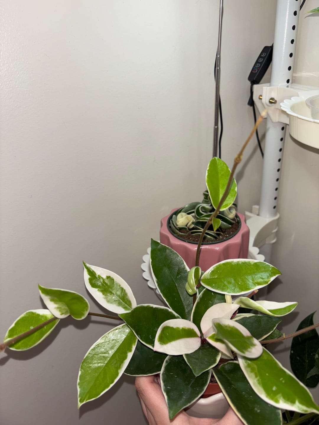 Customer photo review of Hoya carnosa 'Krimson Queen'