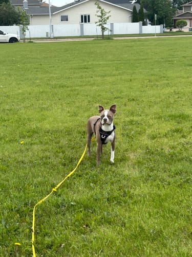 Customer photo review of Biothane Long Line with Detachable Handle