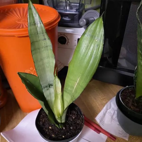 Customer photo review of Sansevieria Masoniana in a 3" Nursery Pot | Moonshine Snake Plant | Air Purifying Indoor Plant | Low Light Houseplants | Cat Safe Plant