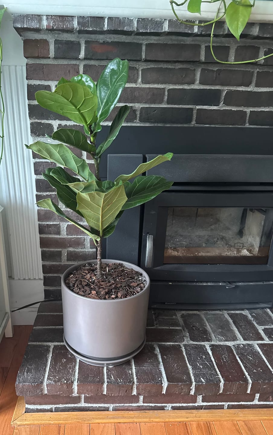 Customer photo review of Ficus Lyrata Tree Form Single Stem, Fiddle Leaf Fig Tree