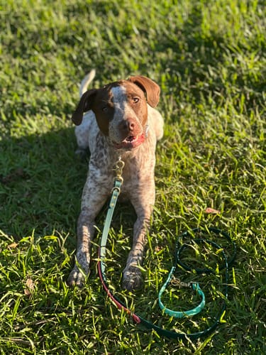 Customer photo review of Biothane Traffic Handle Dog Leash