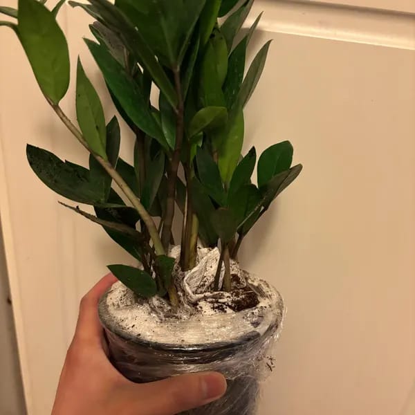 Customer photo review of Green ZZ Plant in 6" Grow Pot | Zamioculcas Zamiifolia Plant | Low Light Indoor Plant | Easy Care Houseplant | Beginner Friendly Plant