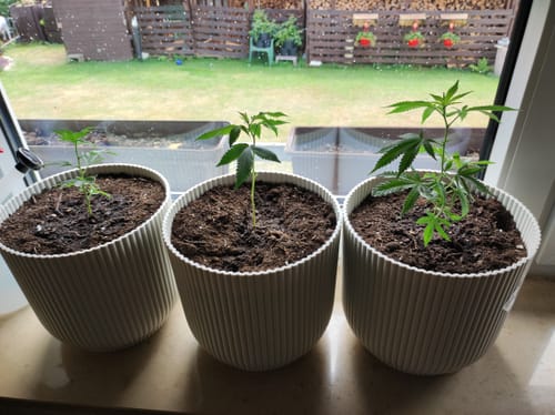 Customer photo review of Einsteiger Set Stecklinge