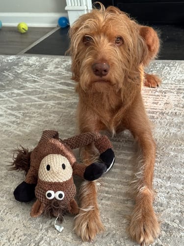 Customer photo review of Allergy & Immune Special