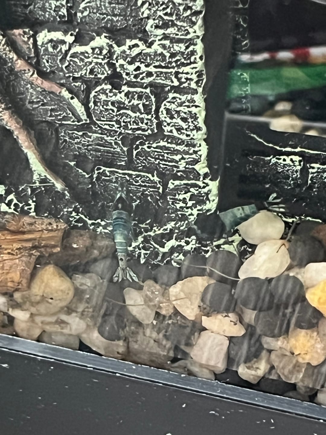 Customer photo review of Blue Bolt Shrimp (Caridina cantonensis var. “Blue Bolt”), Tank-Bred