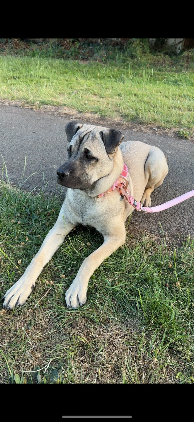 Customer photo review of 1.4m Lighter Swivel Combat Lead | Anti-Tangle & Secure Clip - Pink x Pink