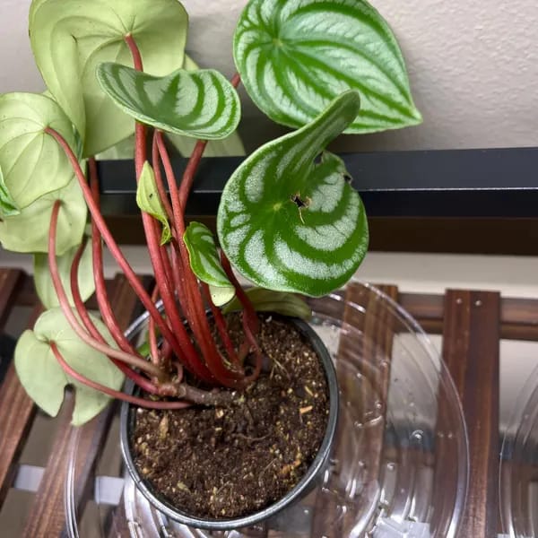 Customer photo review of Watermelon Peperomia starter plant In 4" Grow Pot - Large Watermelon-Striped Peperomia - Indoor Succulent Plant - Easy Care Houseplant