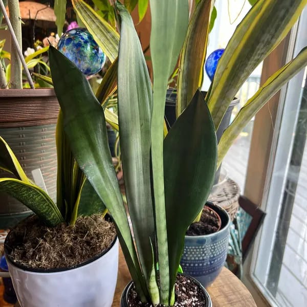 Customer photo review of Sansevieria Masoniana in a 3" Nursery Pot | Moonshine Snake Plant | Air Purifying Indoor Plant | Low Light Houseplants | Cat Safe Plant