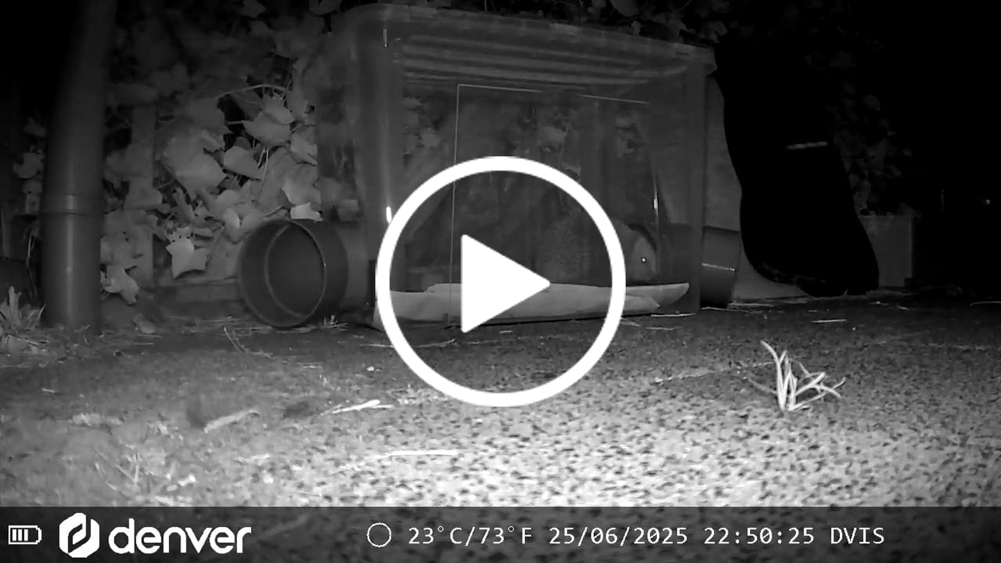 Customer video review of Siltcon® Wildcamera met Nachtzicht 4K - Waterdicht