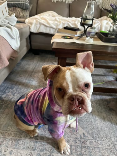 Customer photo review of Velvet Dog Hoodie - Berry Lemonade