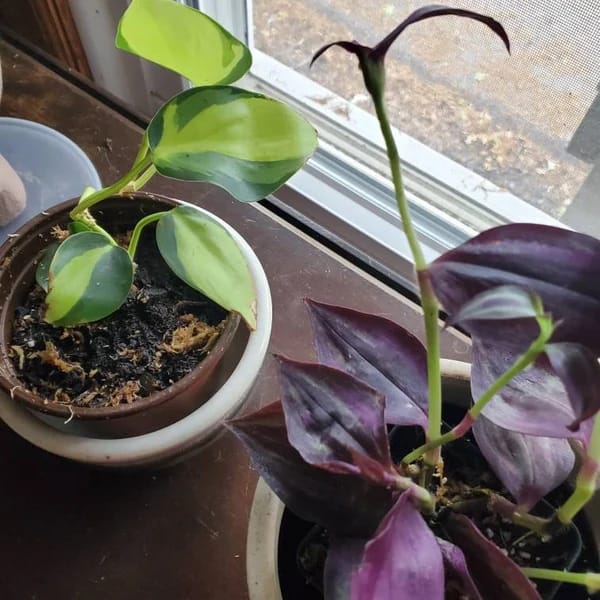 Customer photo review of Purple Wandering Jew in 3" Grow Pot | Easy Care Indoor Plant  | Live Wandering Dude Houseplant | Purple Plant For Indoors | Beginner Friendly Plant | Low Light Plant
