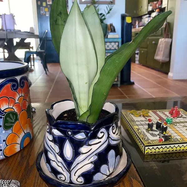 Customer photo review of Sansevieria Masoniana in a 3" Nursery Pot | Moonshine Snake Plant | Air Purifying Indoor Plant | Low Light Houseplants | Cat Safe Plant
