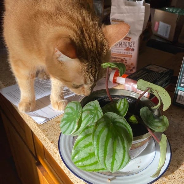 Customer photo review of Watermelon Peperomia starter plant In 4" Grow Pot - Large Watermelon-Striped Peperomia - Indoor Succulent Plant - Easy Care Houseplant