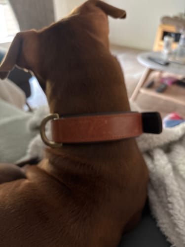 Customer photo review of Leather Dog Collar- Classic Brown & Brass (Regular Fit)