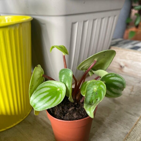 Customer photo review of Watermelon Peperomia starter plant In 4" Grow Pot - Large Watermelon-Striped Peperomia - Indoor Succulent Plant - Easy Care Houseplant