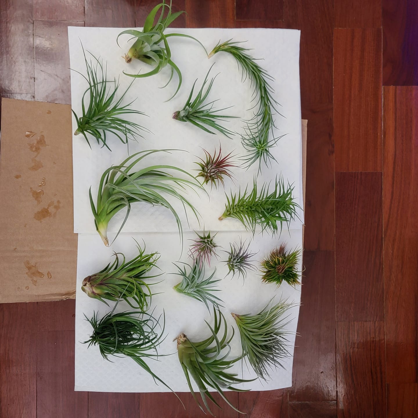 Customer photo review of 15 Pack Premium Air Plants Mix  *Cannot Be Shipped Internationally*