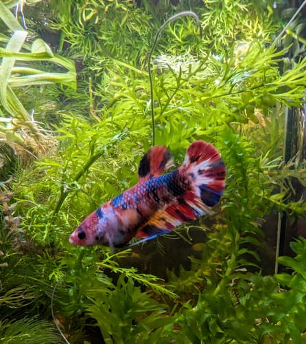 Customer photo review of Multicolor Metallic Female Betta Fish | You Pick Fish  | Exclusive Grade