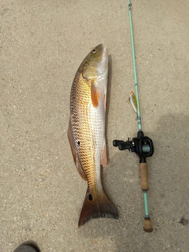 Customer photo review of Waterloo Laguna Green Salinity