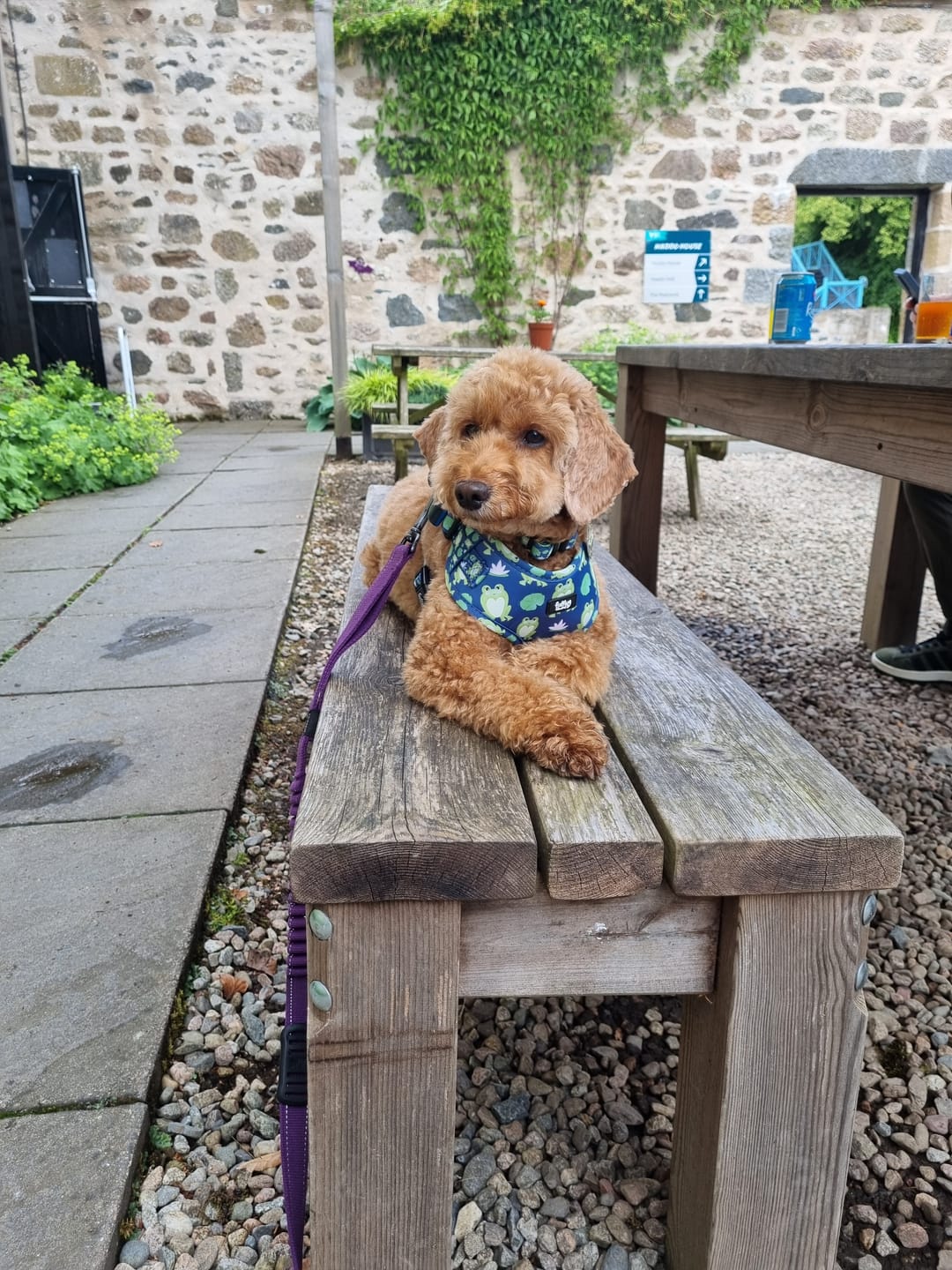 Customer photo review of Adjustable Dog Harness - Frogging Fabulous