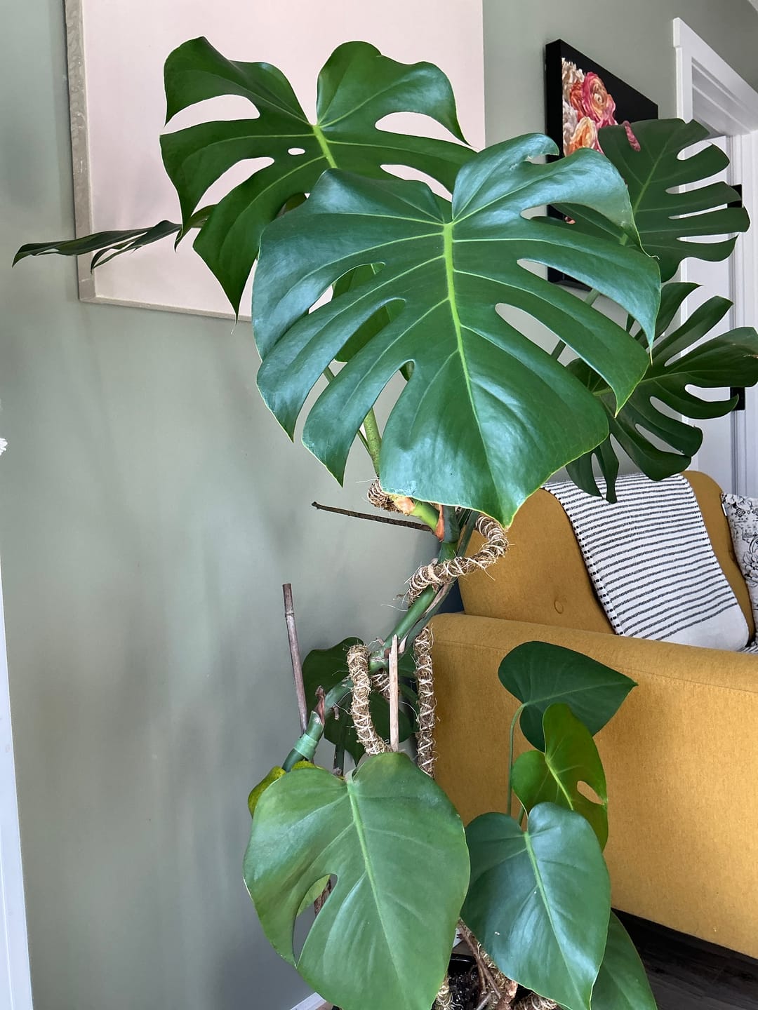 Customer photo review of The Bendable Moss Pole™ 𝘛𝘏𝘐𝘕
