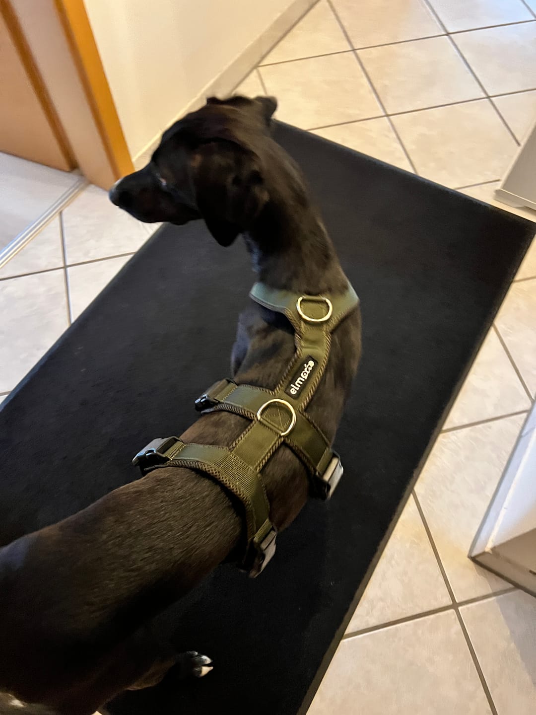 Customer photo review of Sicherheitsgeschirr FUN "Mountain Green"