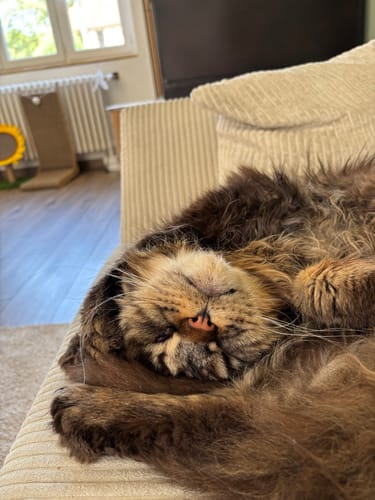 Avis photo d'un client sur Pâtée Chat Entier Sans Céréales - Boeuf