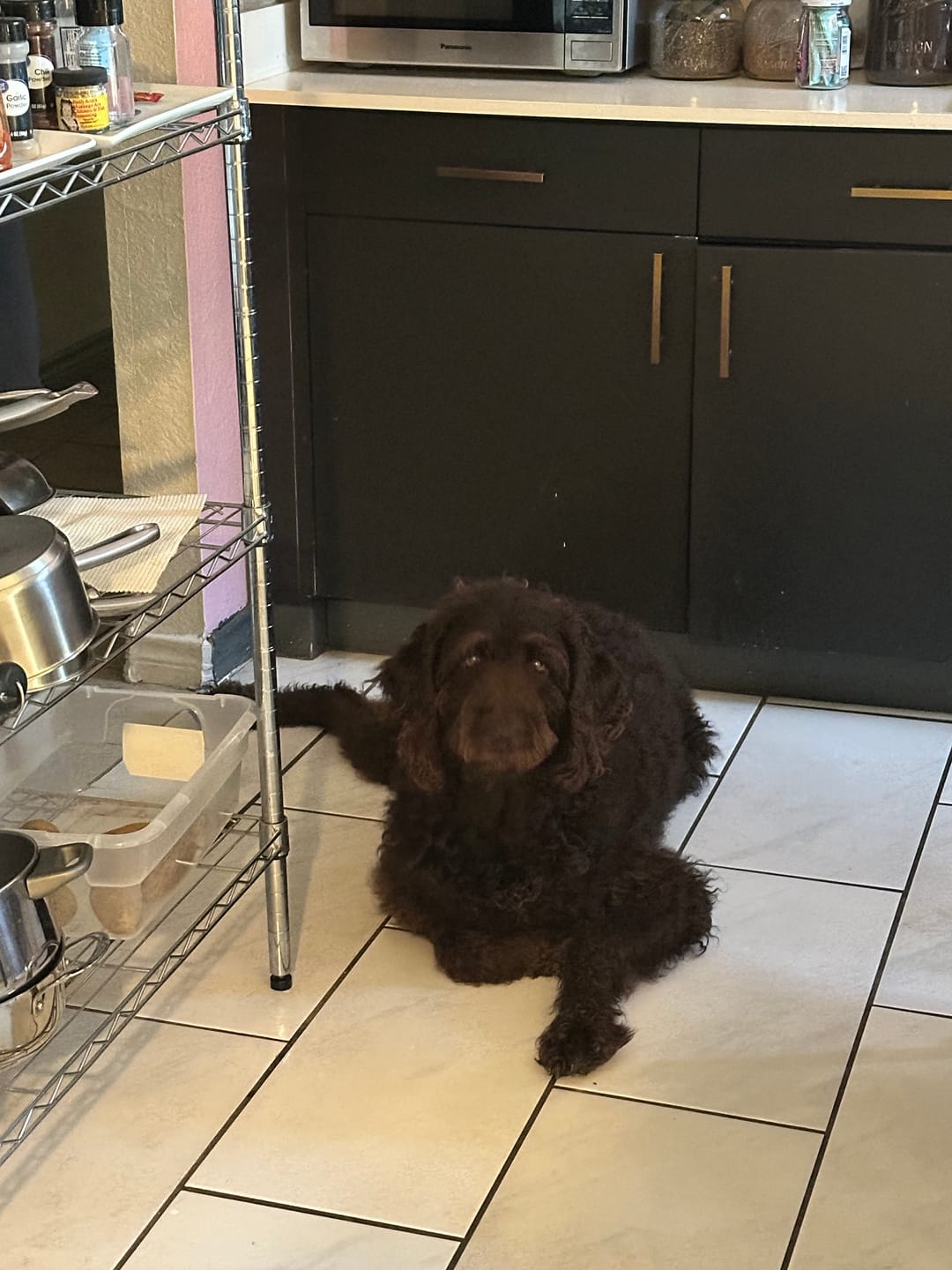 Customer photo review of iHeartDogs Allergy & Itch Relief Chews for Dogs with Salmon Oil, Quercetin, Colostrum, Antioxidants and Probiotics — 90 Count