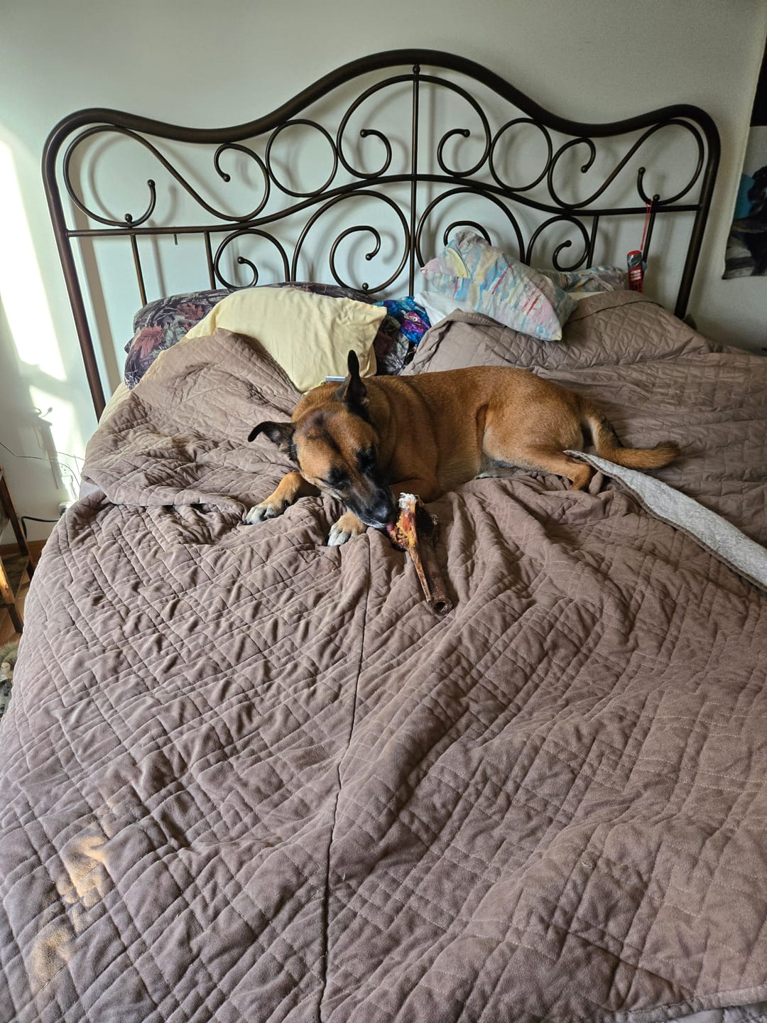 Customer photo review of Chewy Ostrich Flat Tendon: Satisfying All-Natural Chew for Dental Health & Gentle Digestion