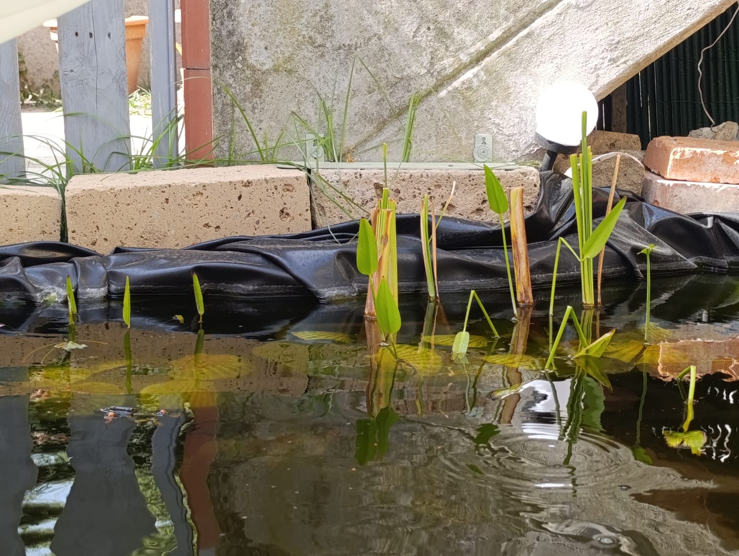 Customer photo review of Clean Water Pack – 10 piante per laghetti cristallini e pieni di vita
