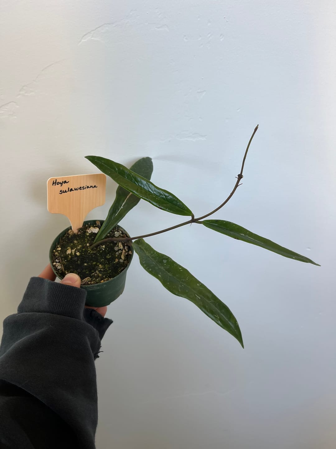 Customer photo review of Hoya sulawesiana