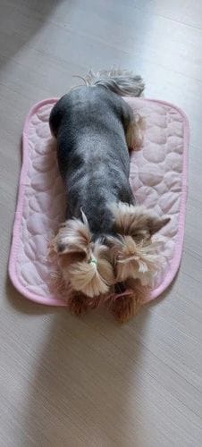 Customer photo review of ❄️ Exklusiv Kylfilt för Hund & Katt – Sval Komfort i Elegant Design