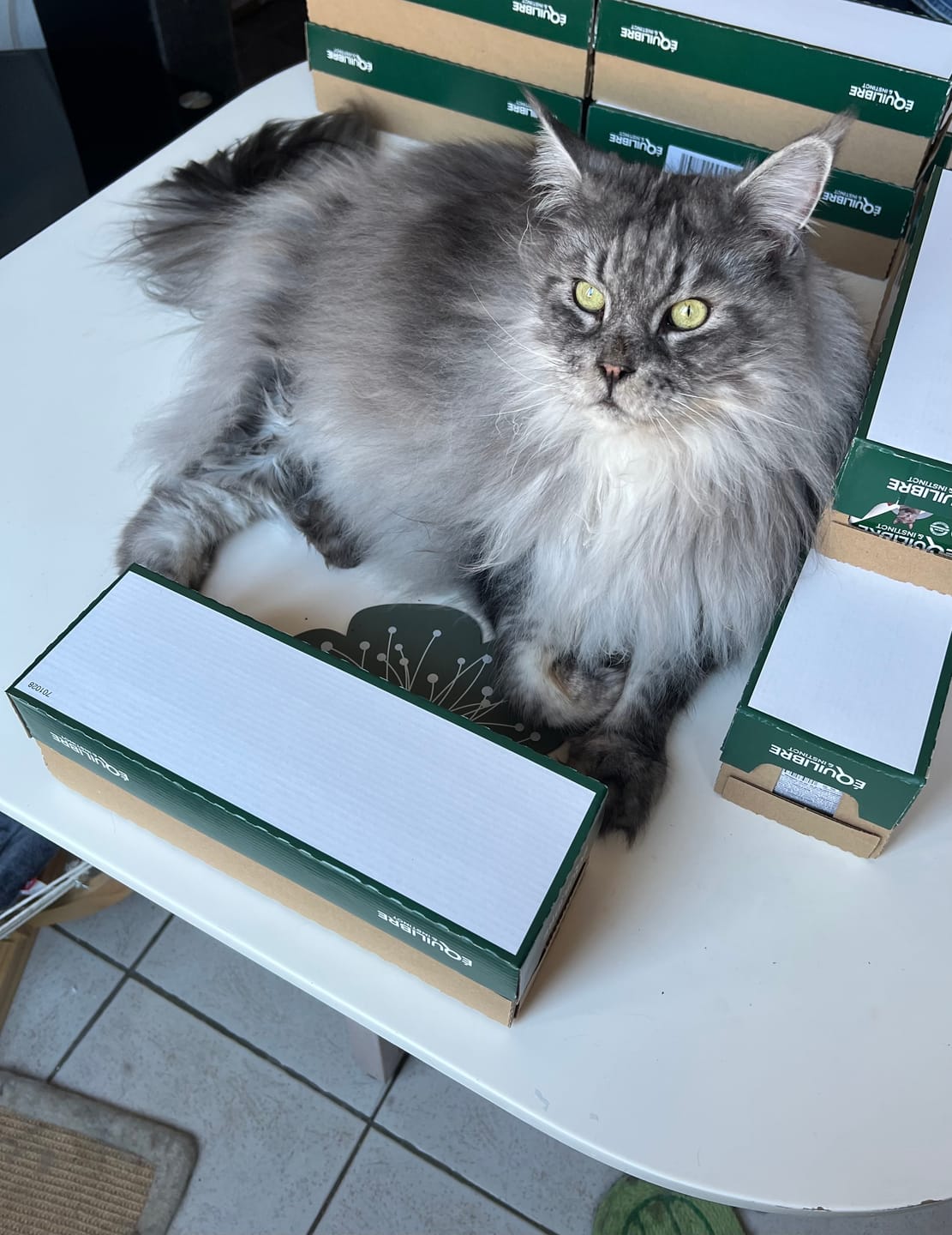 Customer photo review of Pâtées riches en bœuf & aux courgettes (chat stérilisé et chat adulte)