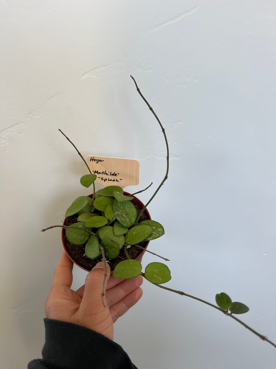 Customer photo review of Hoya 'Mathilde’ ‘Splash’