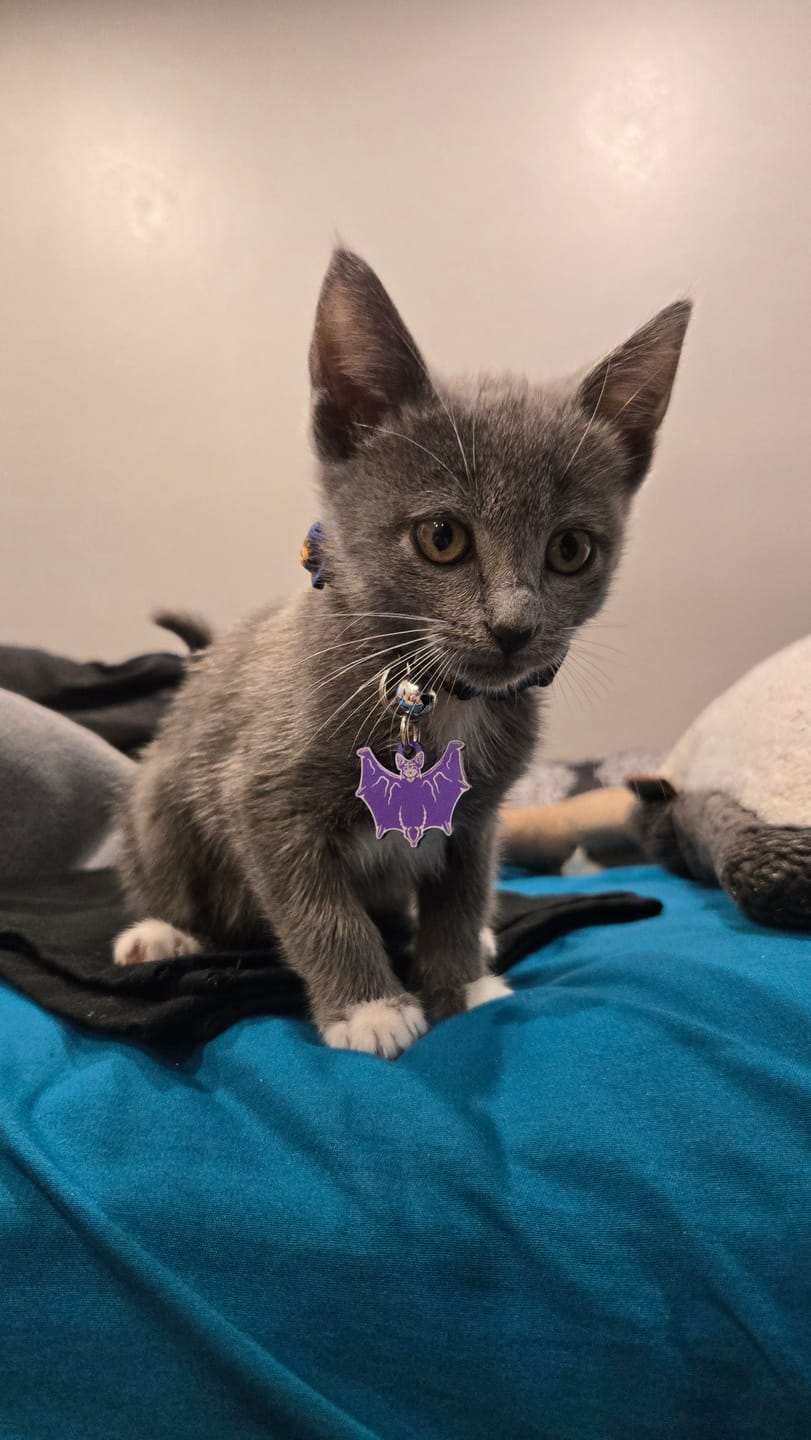 Customer photo review of PET TAG