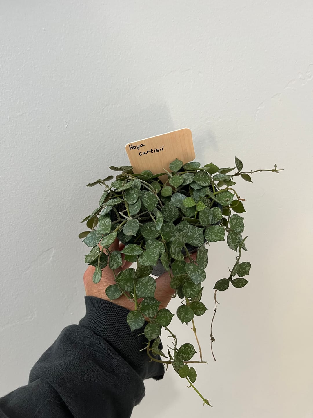 Customer photo review of Hoya curtisii