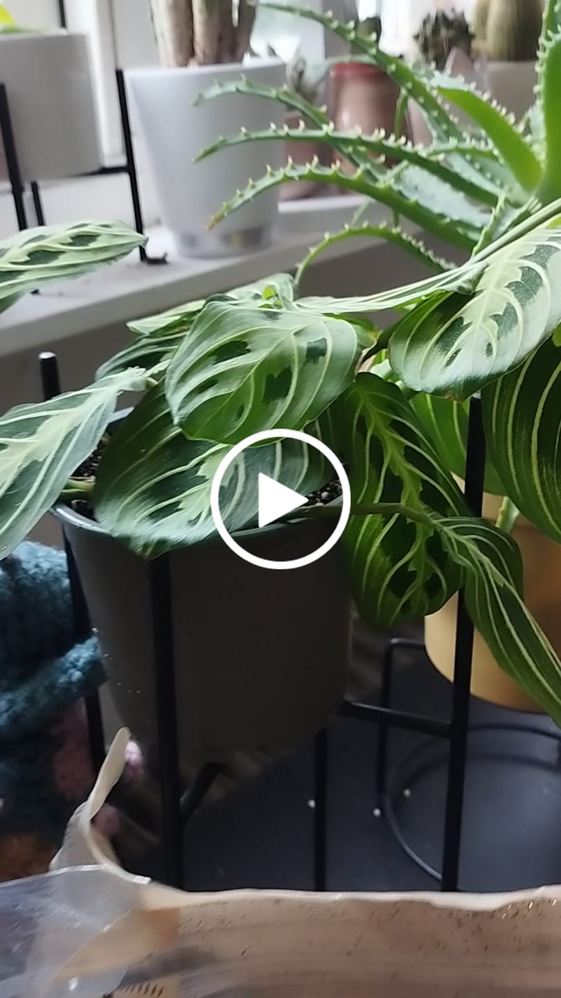 Customer video review of Calathea & Maranta Mix