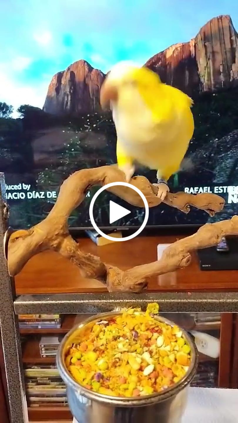 Customer video review of Whole Balance by Bird Bites - Cooked & Freeze Dried Grains & Legumes