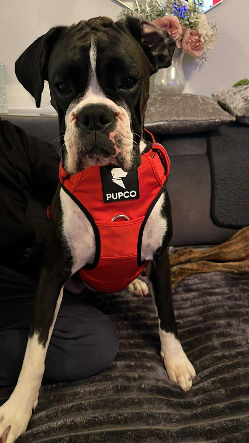 Customer photo review of Prime harness - Red