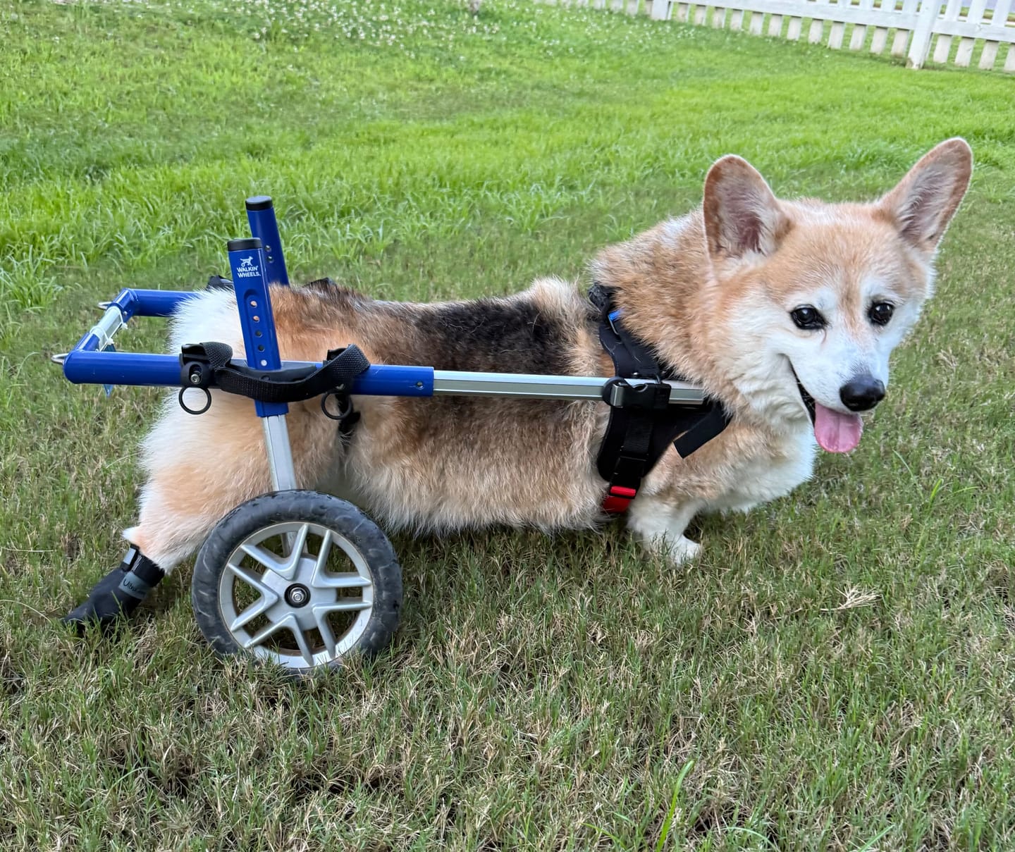 Customer photo review of The Shortie All Season Dog Shoes / Boots