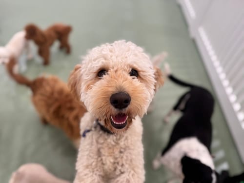 Customer photo review of Shipping Protection