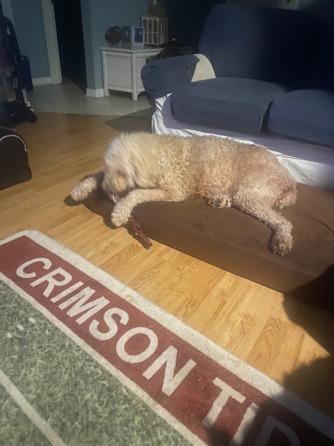 Customer photo review of 12 Inch Standard Braided Bully Stick