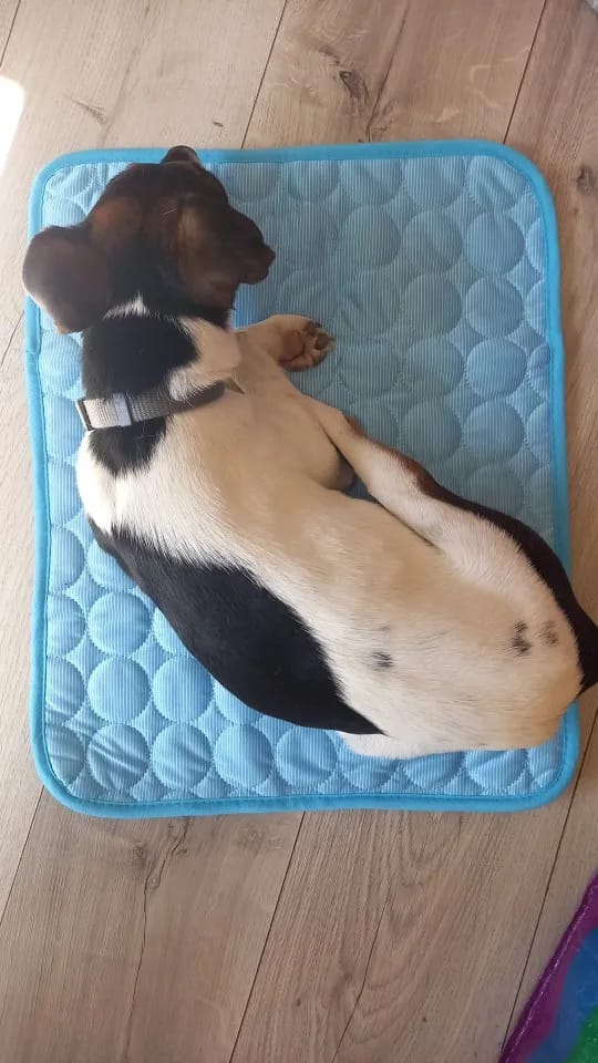 Customer photo review of ❄️ Exklusiv Kylfilt för Hund & Katt – Sval Komfort i Elegant Design