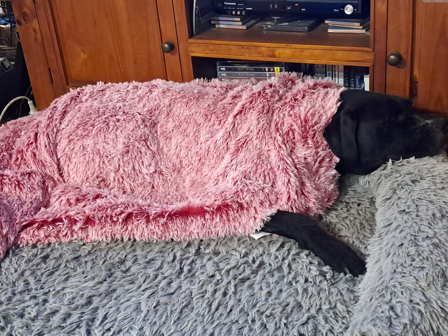 Customer photo review of PaWz Pet Calming Blanket