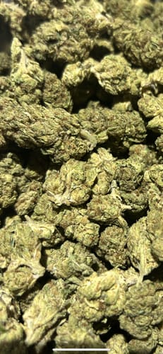 Customer photo review of Cheap THCA Flower Pound (450g)